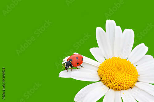 ladybug sits on a chamomile flower a close up