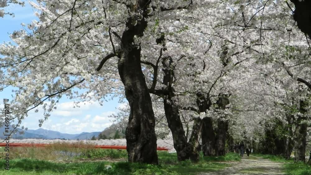 角館 桜並木 桜のトンネル 角館 桜並木 桜のトンネル