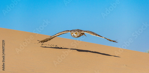 Desert Owl flying to capture a catch