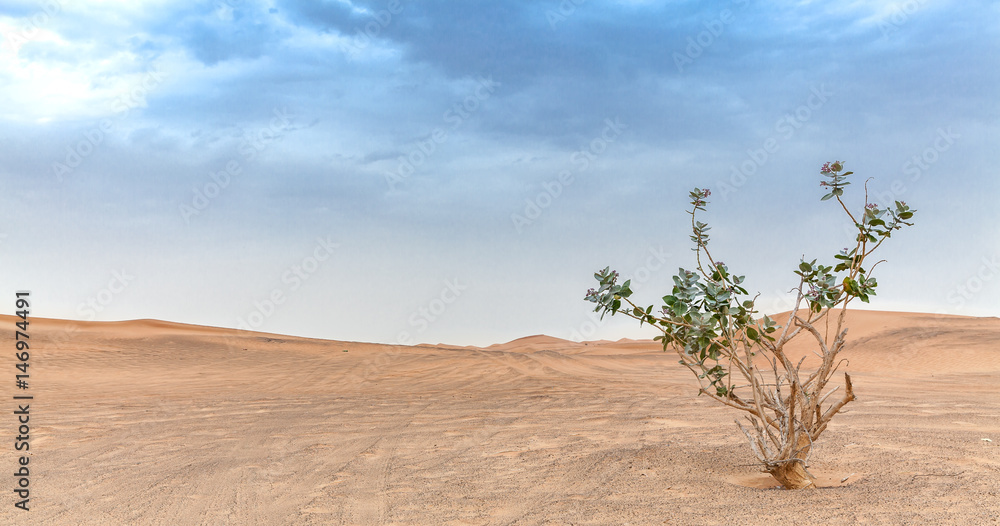Desert plant in the arabian desert of Dubai