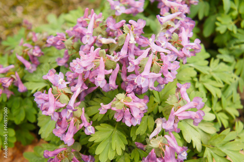 Corydalis pink flowers with green
