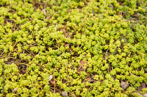Sedum album micranthum chloroticum green succulent creeping plant