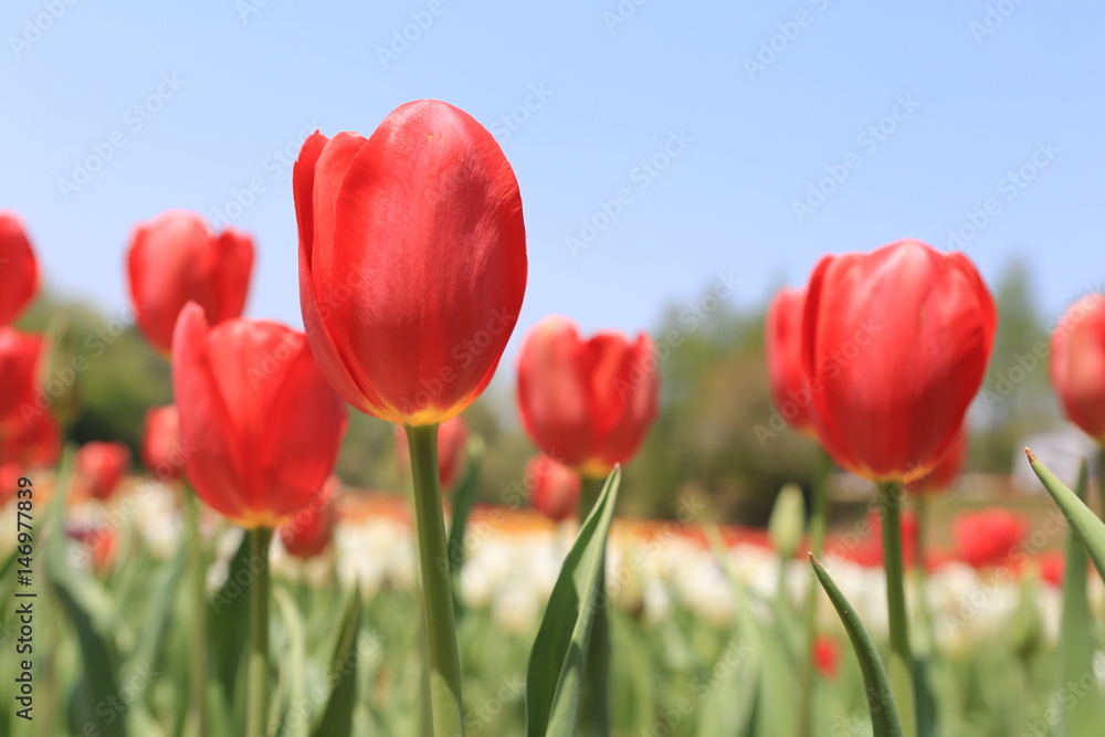 Obraz premium チューリップ畑
