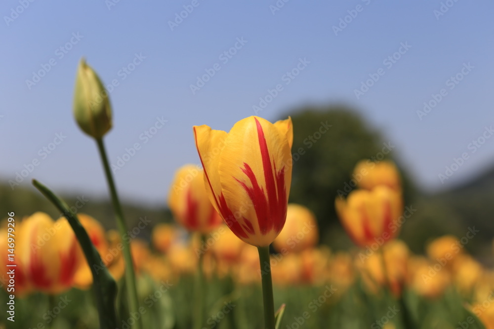 チューリップ畑