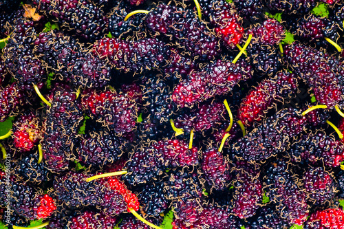 mulberry isolated on the white background