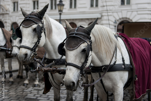 Vienna. Austria. Horses with carriages and carts waiting for tourists in the old city streets.