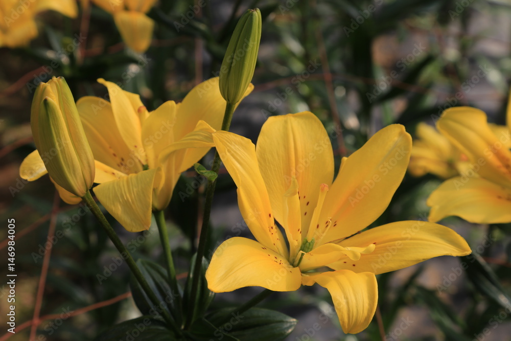 百合の花 百合の花