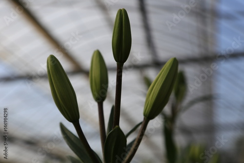 Wallpaper Mural 百合の花 Torontodigital.ca