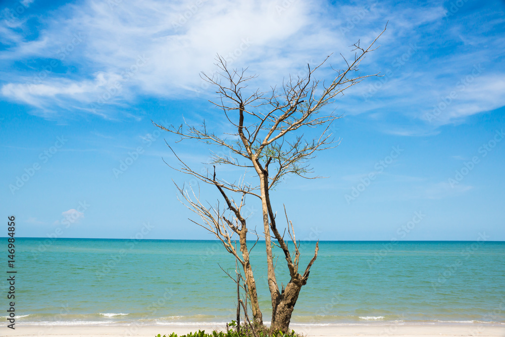 tree on the beach tree on the beach