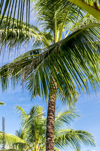 An image of tropical palm tree in the blue sunny sky on paradise island Bali  Indonesia.