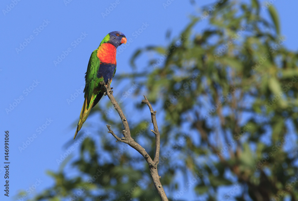 Fototapeta premium Colorful Rainbow Lorikeet