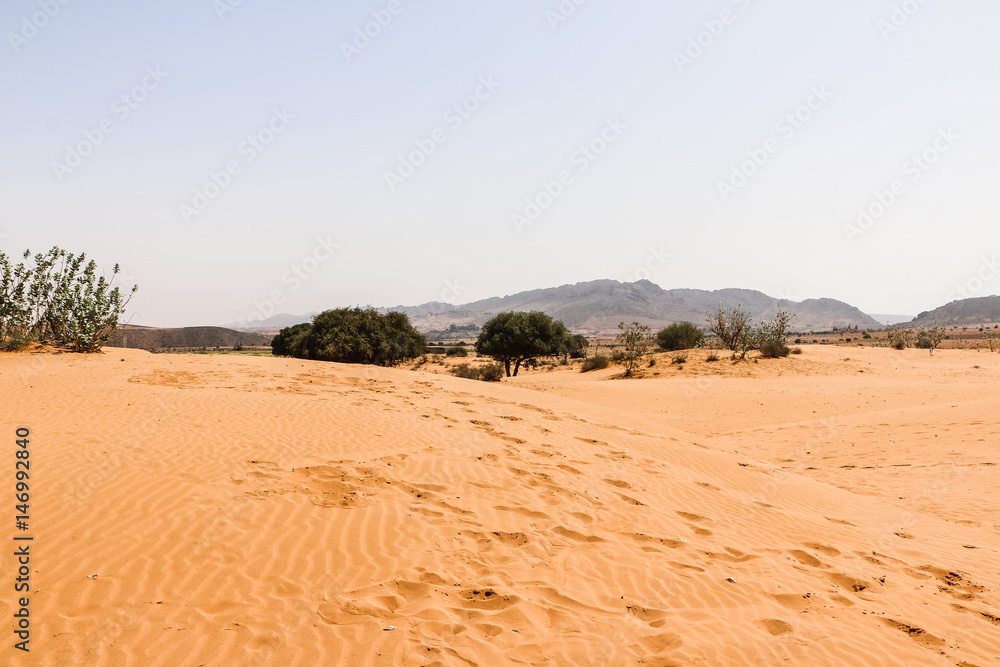 Sahara desert, sand and different plants Sahara desert, sand and different plants
