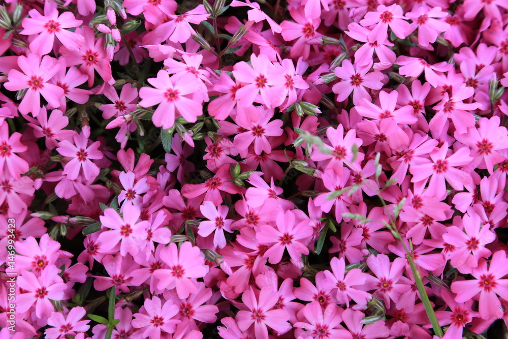 芝桜 芝桜