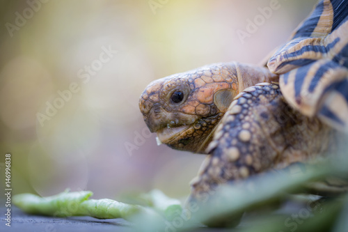 India or star turtle is eating vegetable