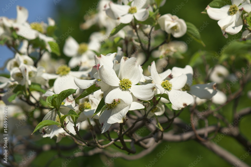 Obraz premium ハナミズキ