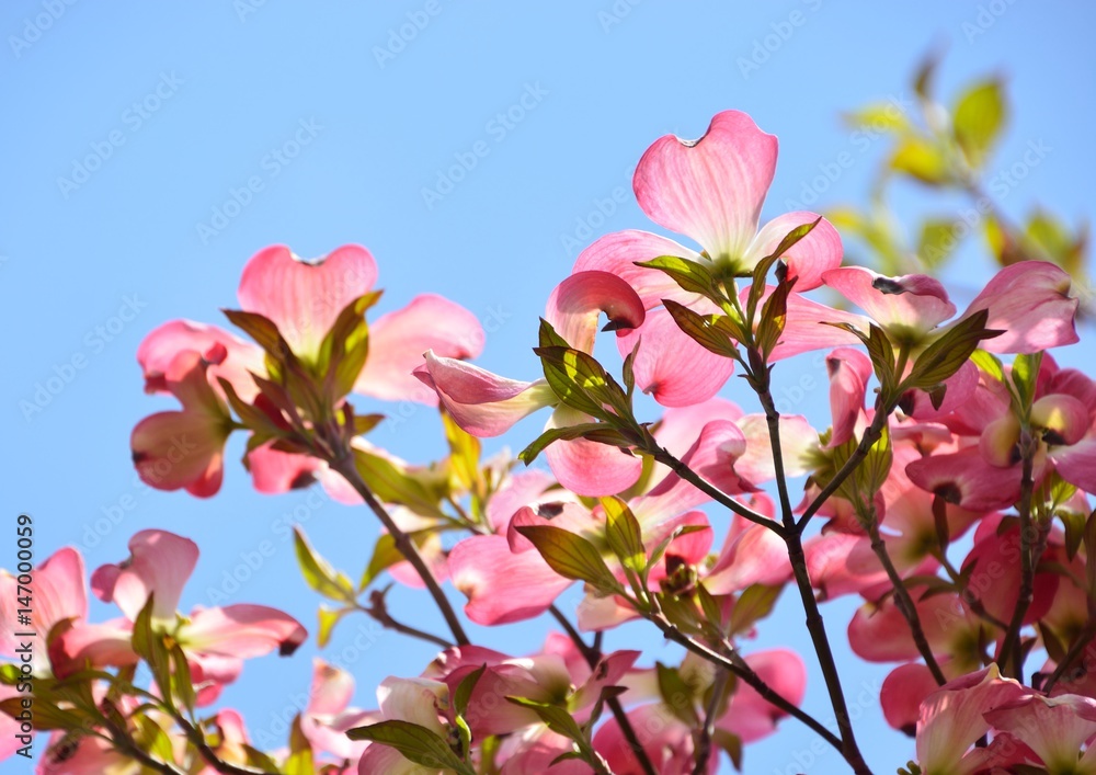 Red blossoms of flowering dogwood under blue sky Red blossoms of flowering dogwood under blue sky