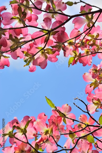 Red blossoms of flowering dogwood under blue sky © askaflight