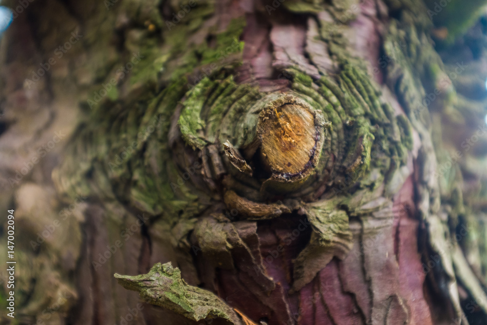 Fototapeta premium bark texture