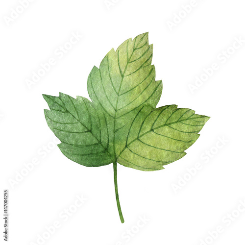 Hand drawn watercolor botanical illustration of a green leaf currant.