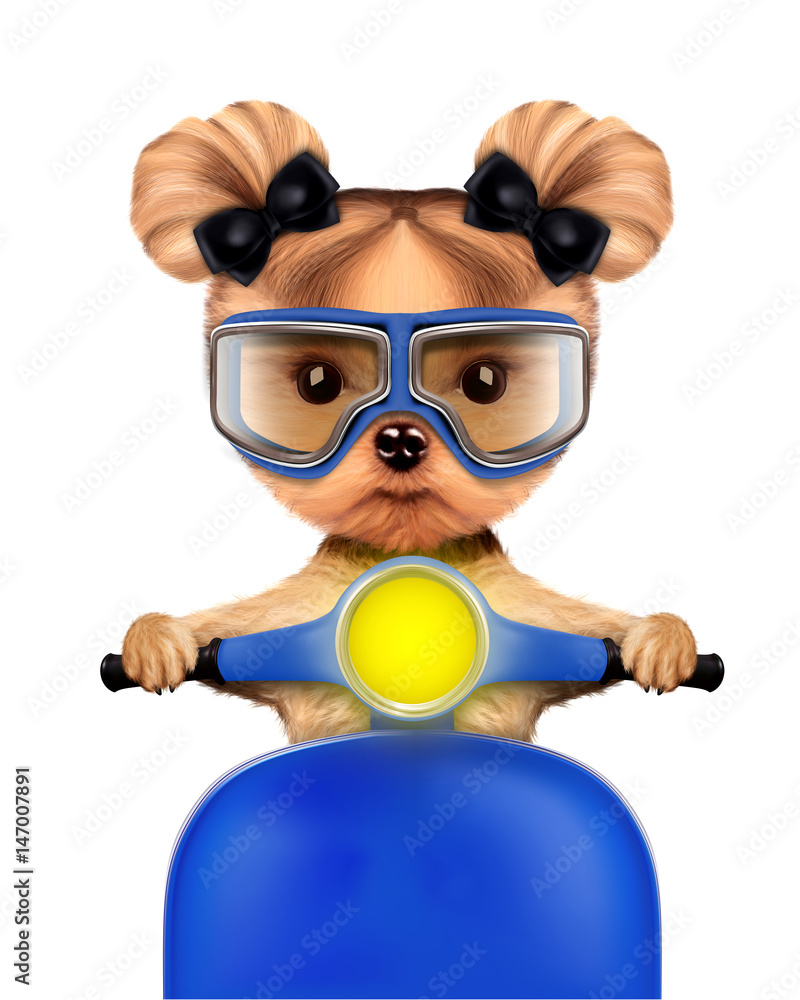 Adorable girl of yorkie sitting on a motorbike Adorable girl of yorkie sitting on a motorbike