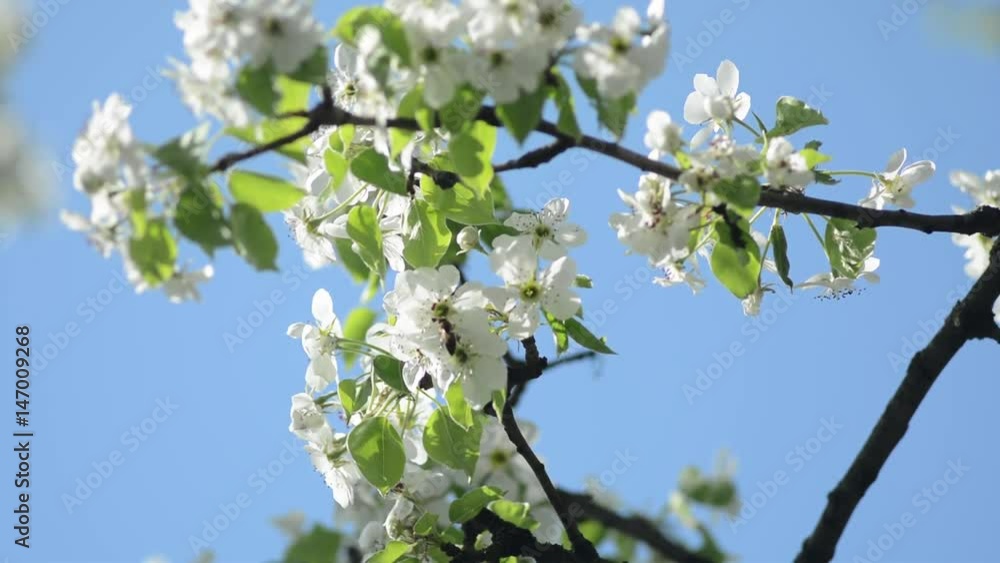 blooming spring pear tree blooming spring pear tree