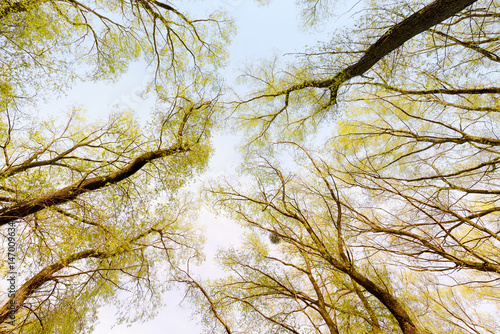 Fototapeta Looking up at the sky through a green willows and poplars trees forest during sp