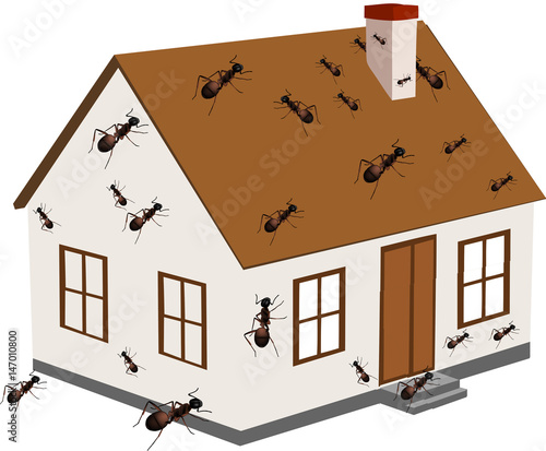casa infettata da insetti formiche 