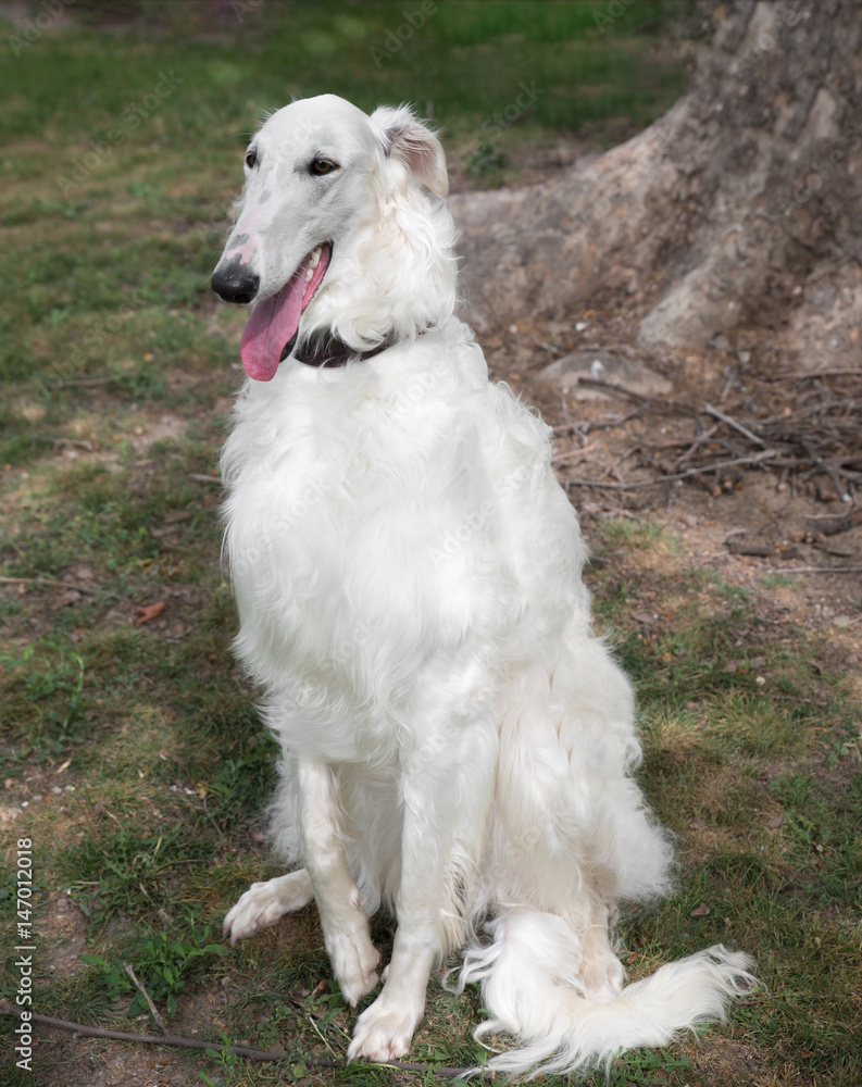 Borzoi Russian white. The Borzoi Russian dog  sitting on the green grass