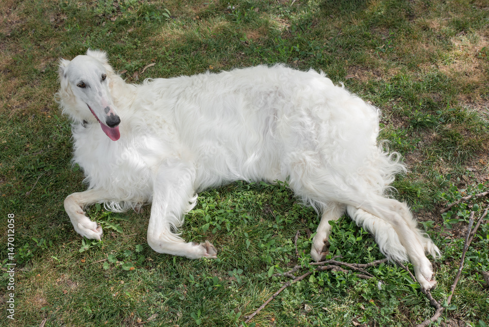 Borzoi Russian white. The Borzoi Russian dog sitting on the green grass Borzoi Russian white. The Borzoi Russian dog sitting on the green grass
