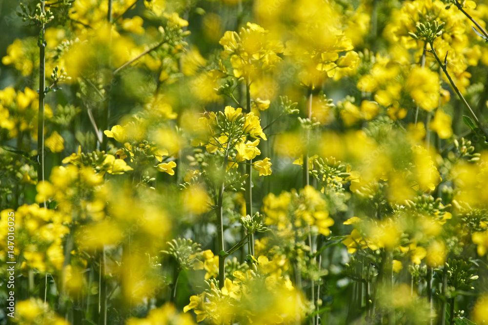 Fototapeta premium Closeup of a rape field