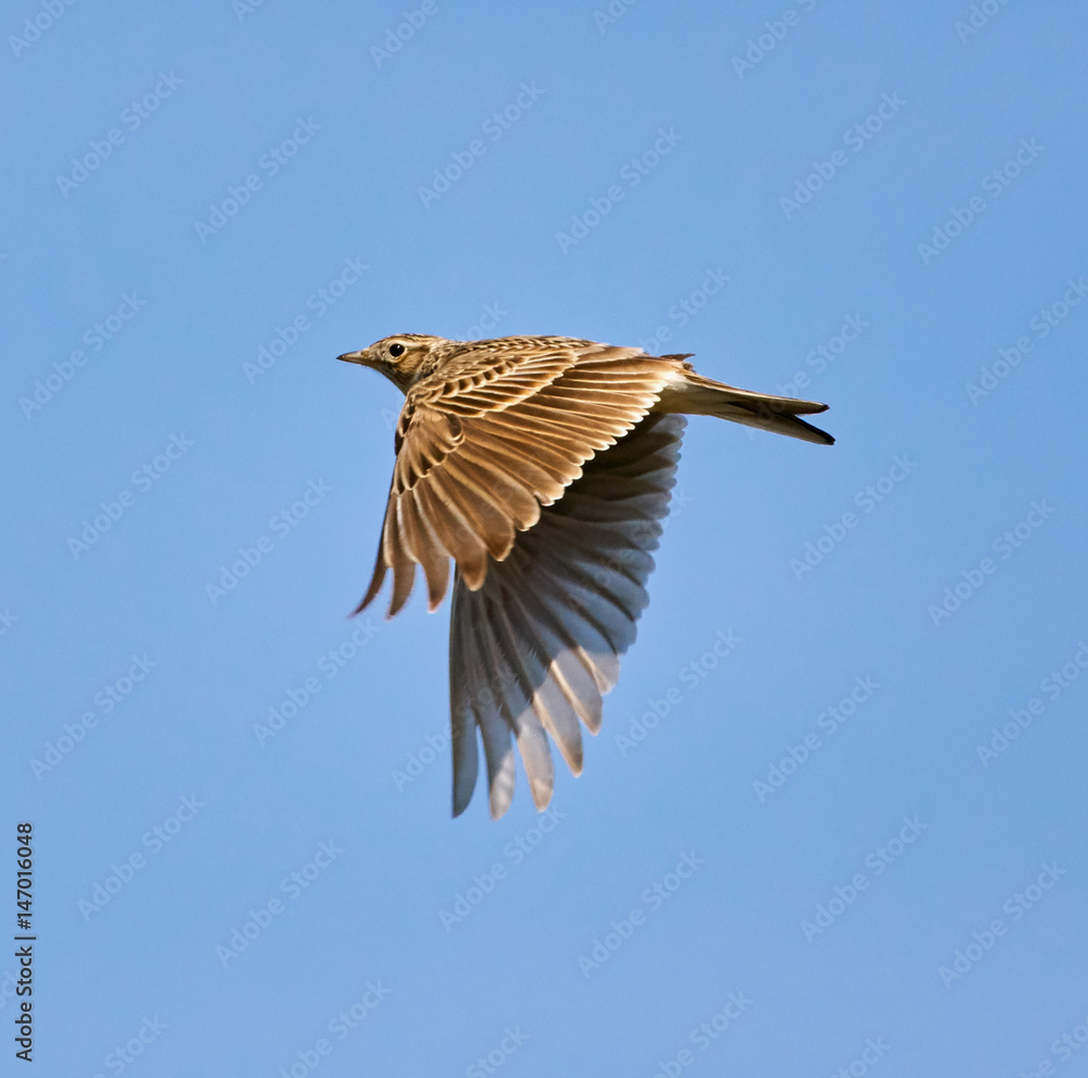 Fotografie Wood lark in flight