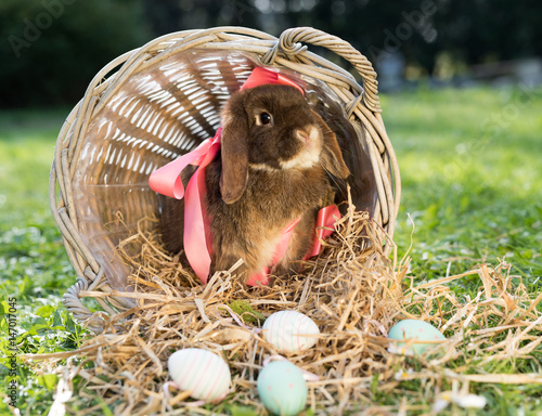 Kaninchen im Osterkorb