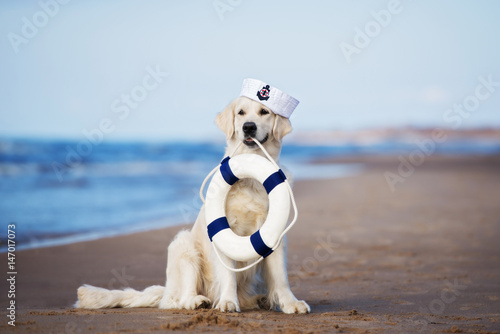 golden retriever dog in a sailor hat holding a life buoy on the beach