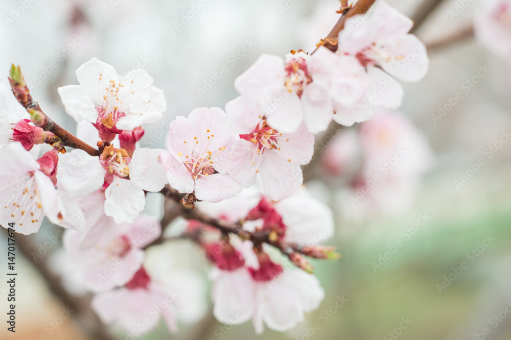 Closeup Sakura blooming on Spring season