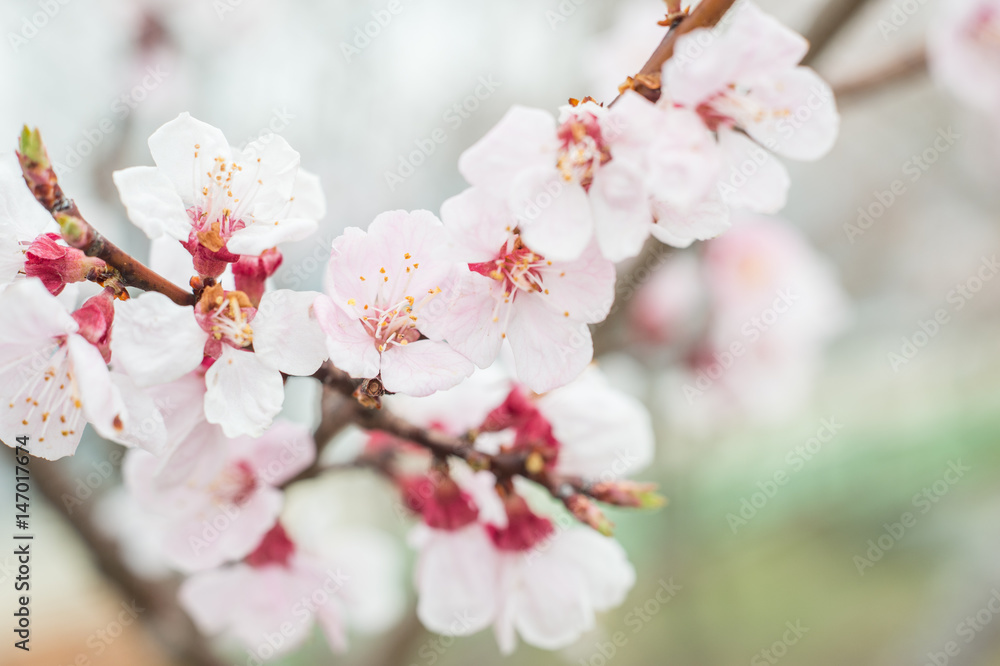 Closeup Sakura blooming on Spring season Closeup Sakura blooming on Spring season