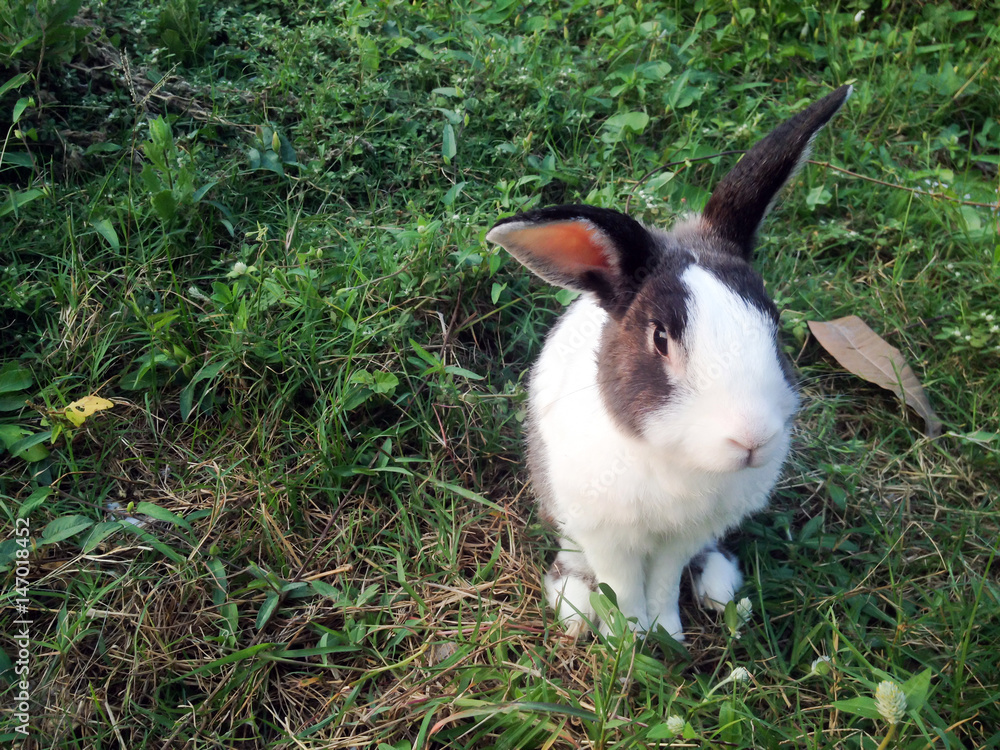 rabbit pose in green grass background rabbit pose in green grass background