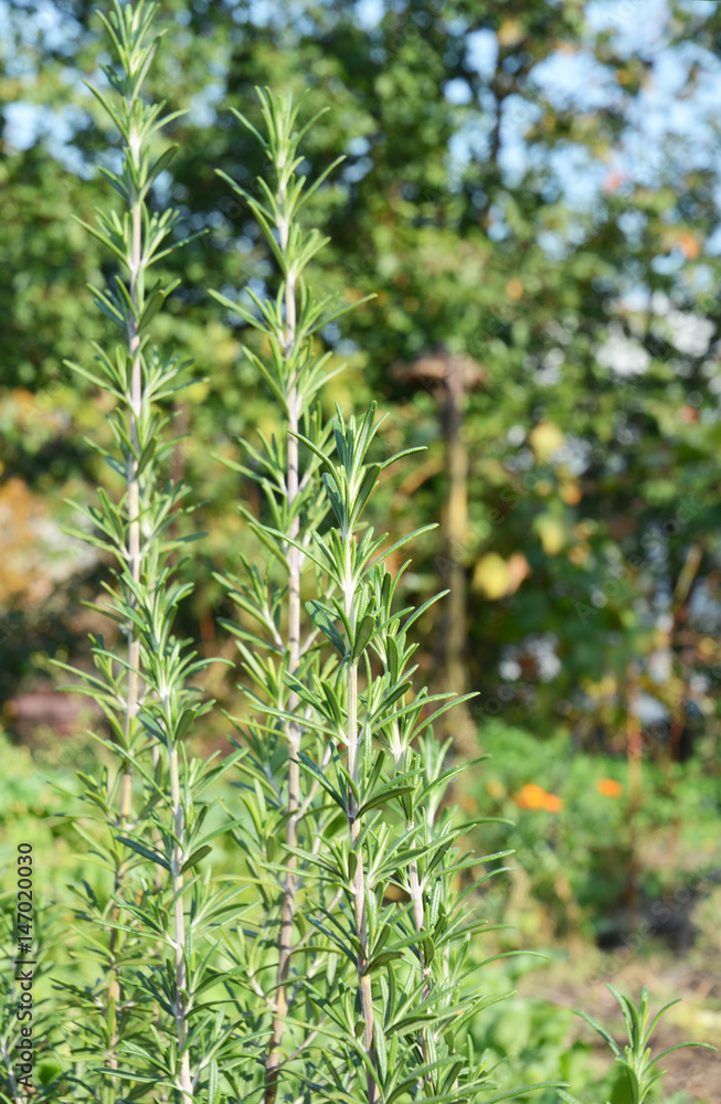 Fresh Rosemary Herb grow outdoor. Fresh Organic flavoring Rosemary plants growing. Nature healthy flavoring Rosemary, cooking. Ingredients for food Fresh Rosemary Herb grow outdoor. Fresh Organic flavoring Rosemary plants growing. Nature healthy flavoring Rosemary, cooking. Ingredients for food