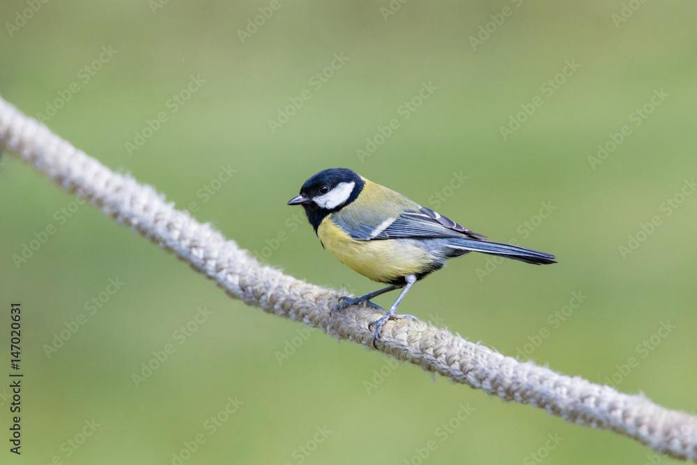 Obraz premium Kohlmeise