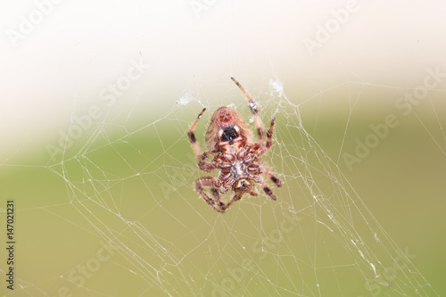 Macro of spider in net