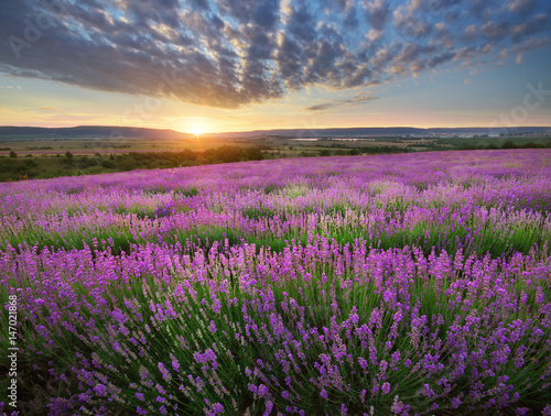 Meadow of lavender.