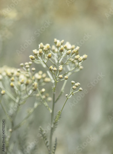 flora of Gran Canaria - Tanacetum ptarmiciflorum photo