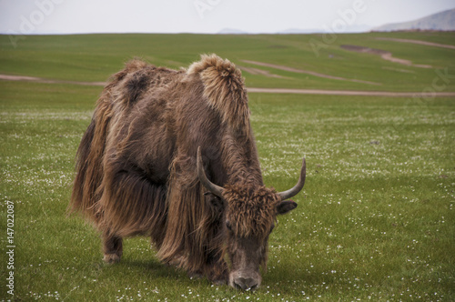 Sarlag (Mongolian yak)
