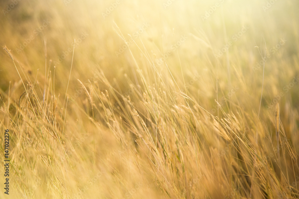 meadow with sunlight in the morning,soft focus and blur meadow with sunlight in the morning,soft focus and blur