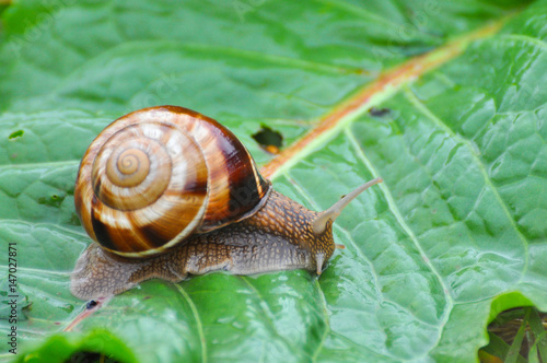 Snail crawling on green leaf in garden on rain. Snail in the natural wetland habitats