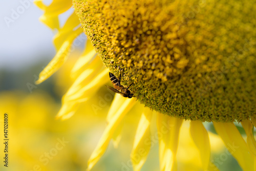 Honey bee feeding on sunlower polen. Sunflowers farming helping to increase honey bee population Asia photo