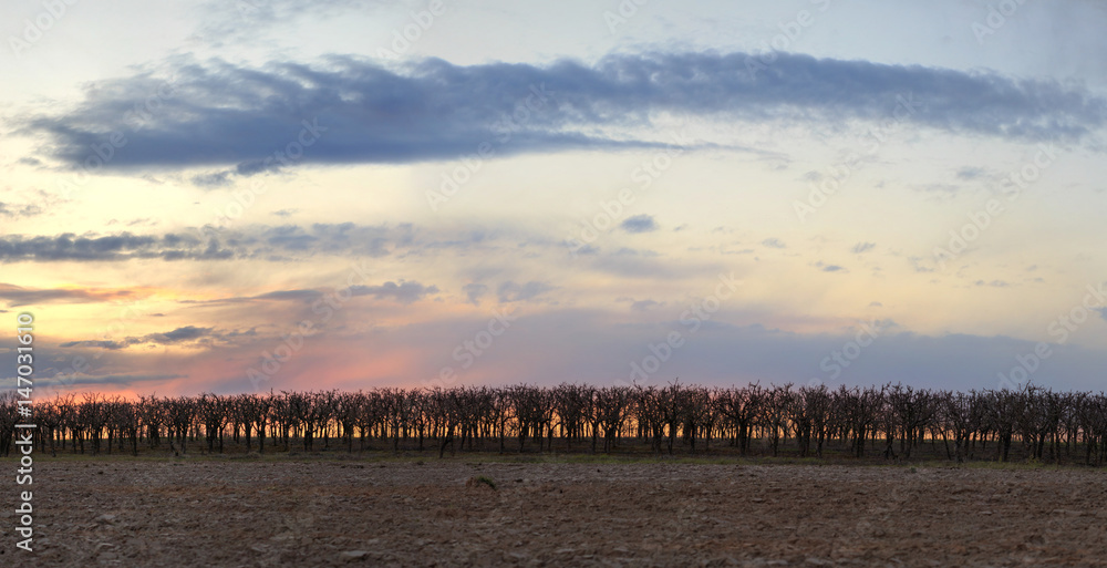 Obraz premium Apple orchard at sunset of the day