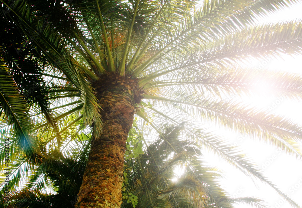 Fototapeta premium The sun shines through the palm tree