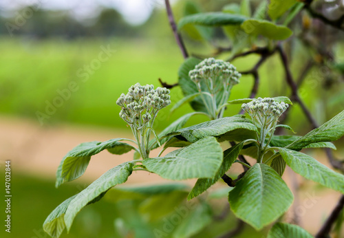 Sorbus aria 'Lutescens', Golden Whitebeam, in bud