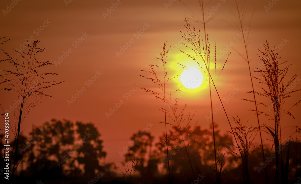 background of the meadow at sunrise time. background of the meadow at sunrise time.