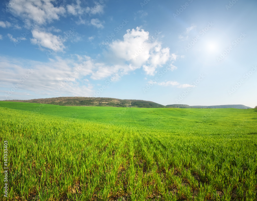 Panorama meadow of wheat.